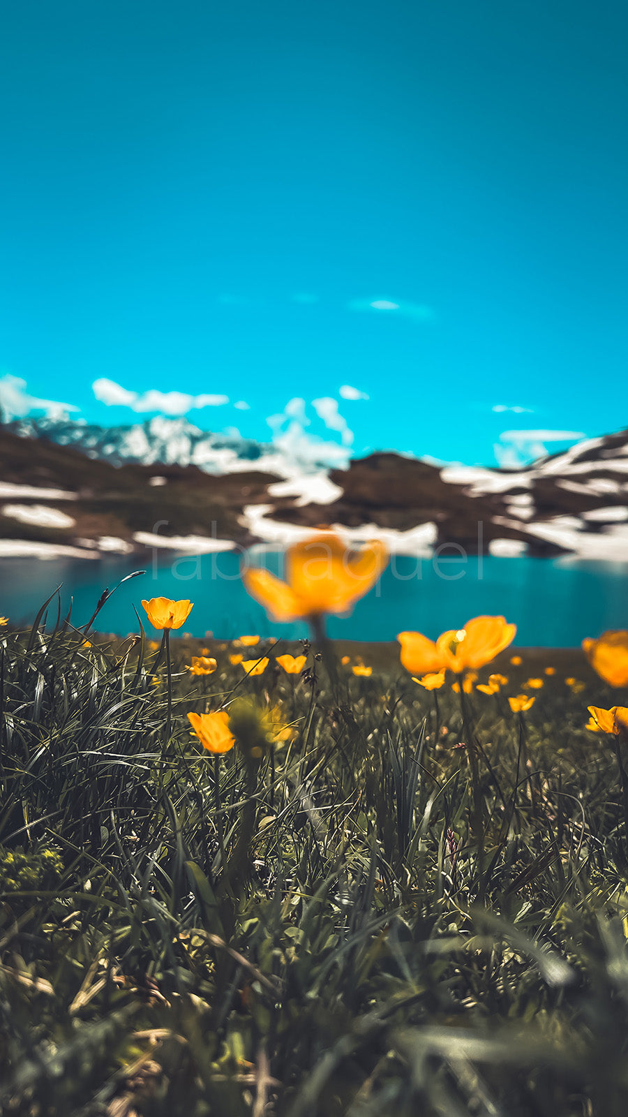 Field of Stillness