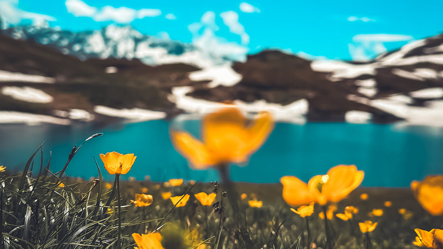 VIVID NATURE (Premium)