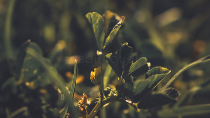 Deep Nature