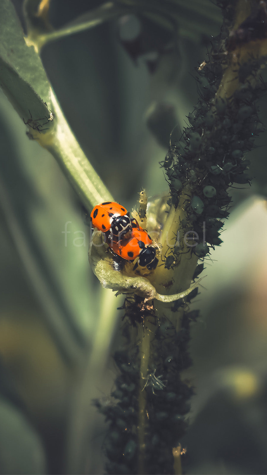 Wild Harmony