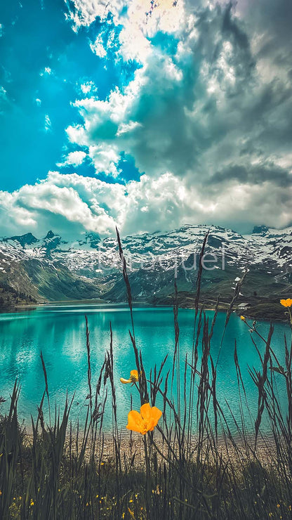 VIVID NATURE (Premium)